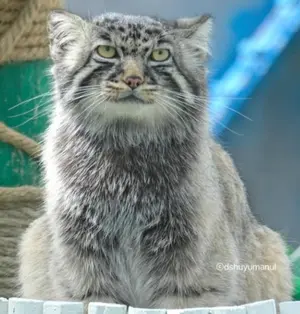 曲水動物園のファンファンの写真