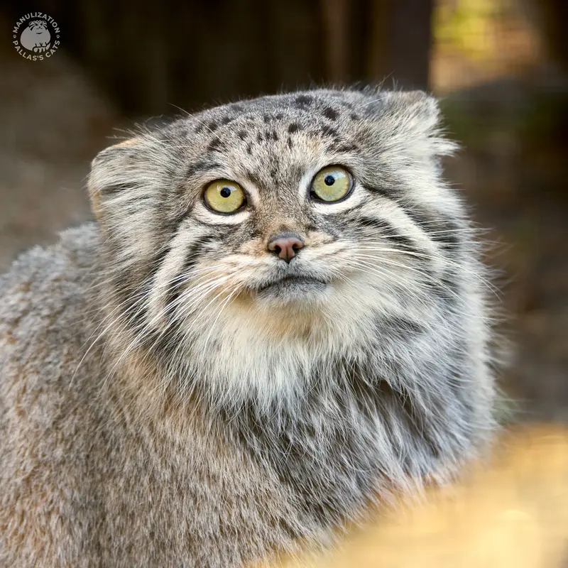 ホムトフ動物園のSiberian girlの写真