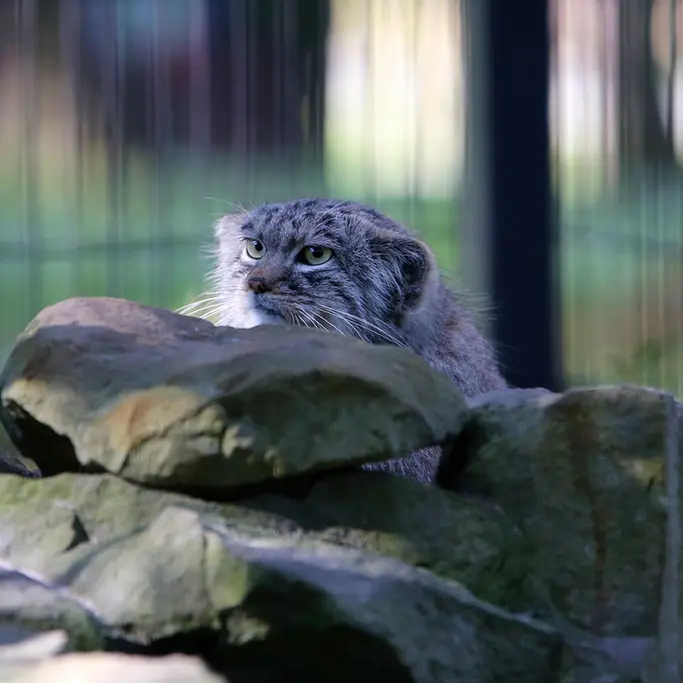 クラクフ動物園のツァスの写真