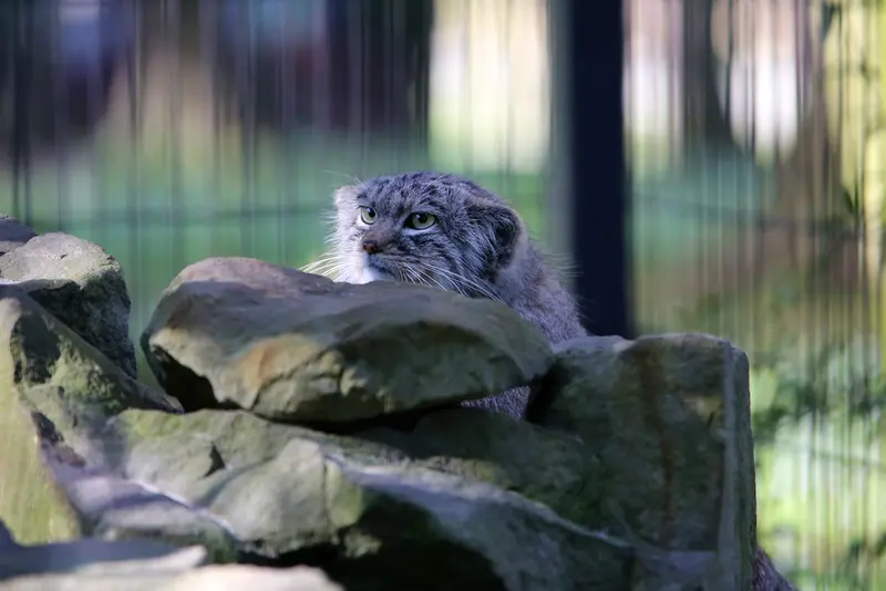 クラクフ動物園のツァスの写真