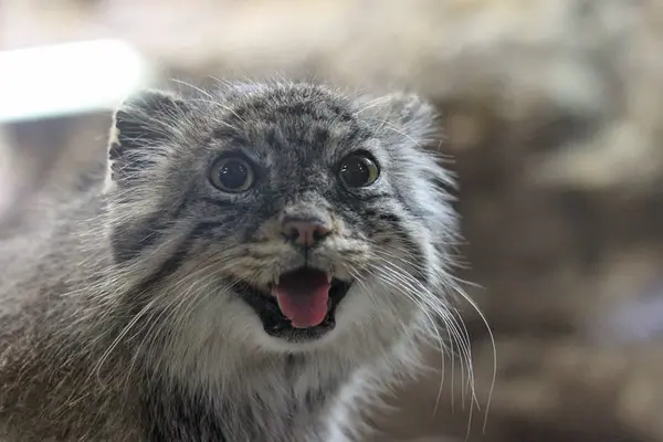 恩賜上野動物園のユスの写真
