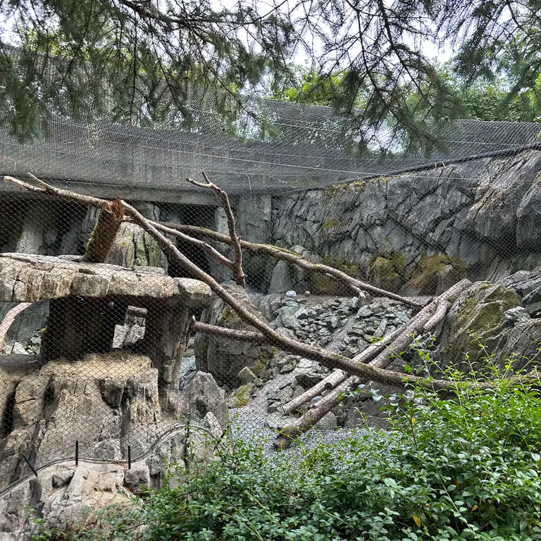 ウッドランド・パーク動物園のマヌルネコの写真
