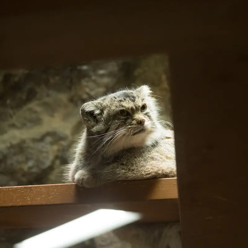 恩賜上野動物園のプリームラの写真