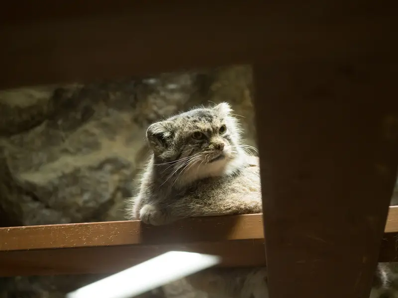 恩賜上野動物園のプリームラの写真