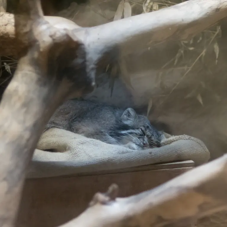 恩賜上野動物園のクリョンの写真