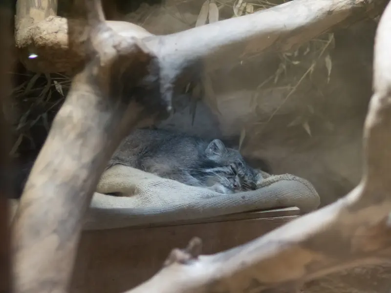 恩賜上野動物園のクリョンの写真