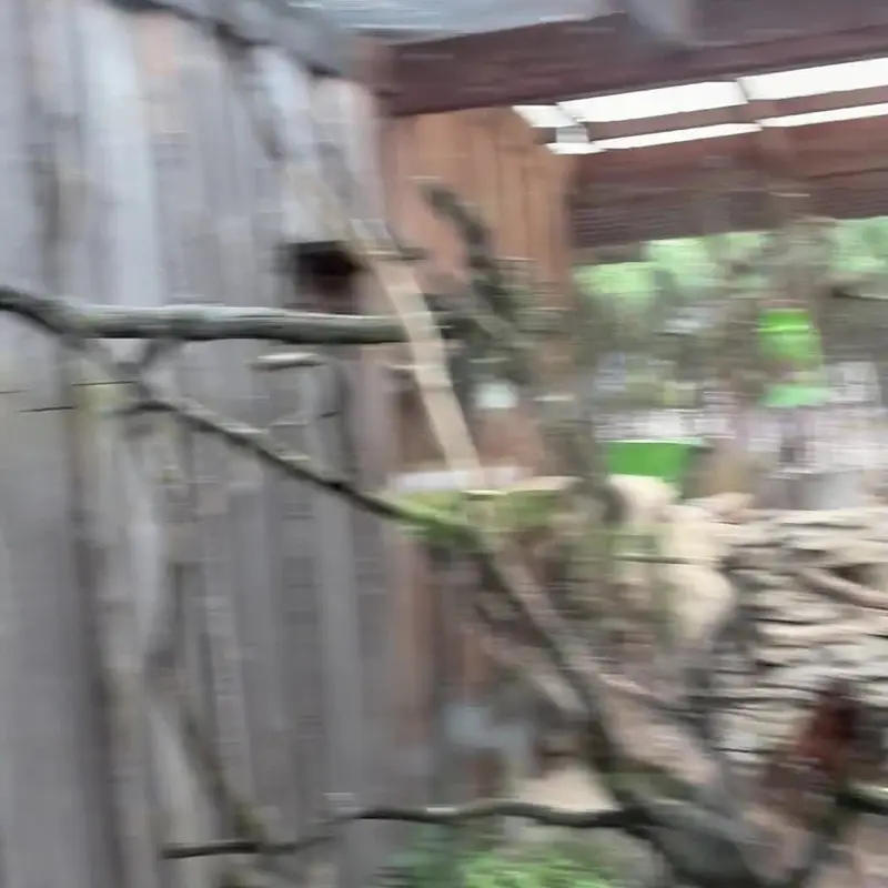 タリン動物園のマヌルネコの写真