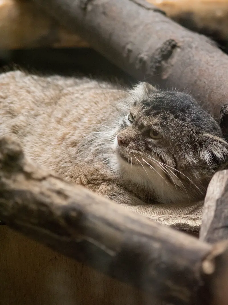 恩賜上野動物園のプリームラの写真