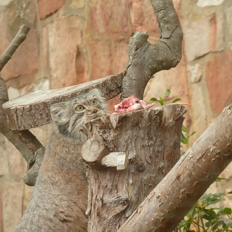 エディンバラ動物園のダッチェスの写真