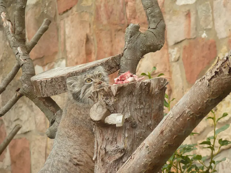 エディンバラ動物園のダッチェスの写真