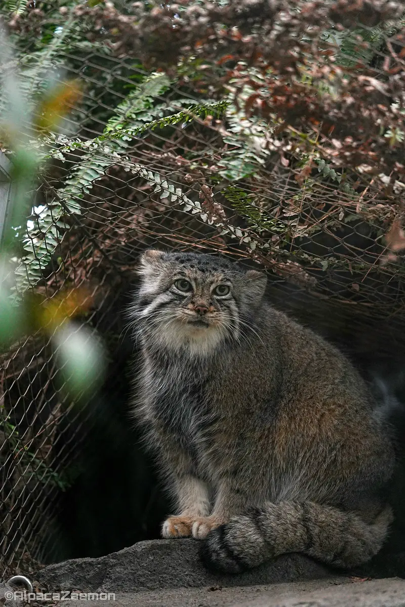 神戸どうぶつ王国のアズの写真
