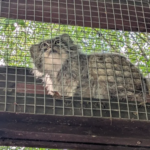 ブダペスト動物園＆植物園のアイセンの写真