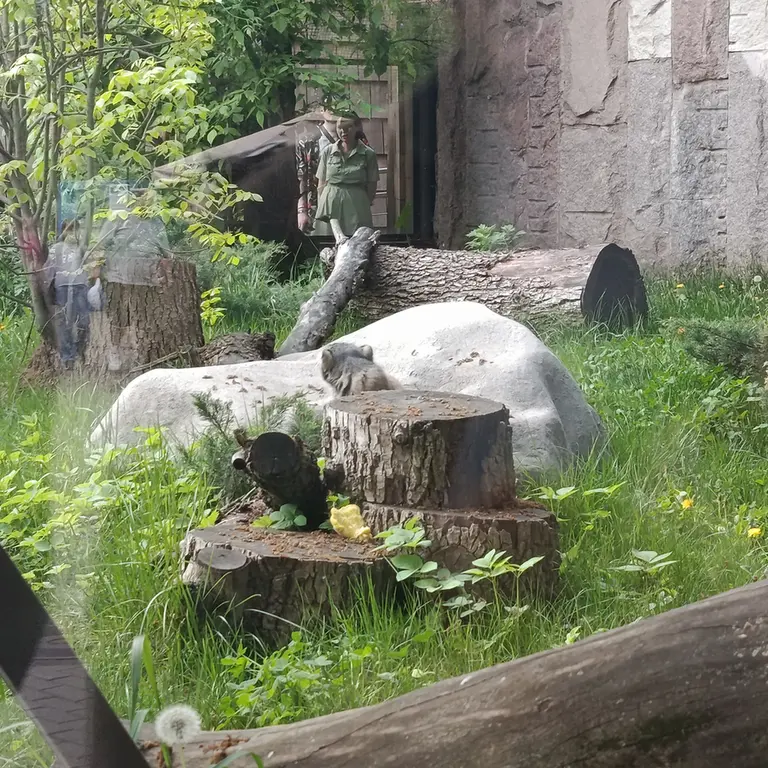 モスクワ動物園のティモフェイの写真