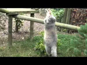 ビッグ・キャット・サンクチュアリのウェイ・シャンの動画