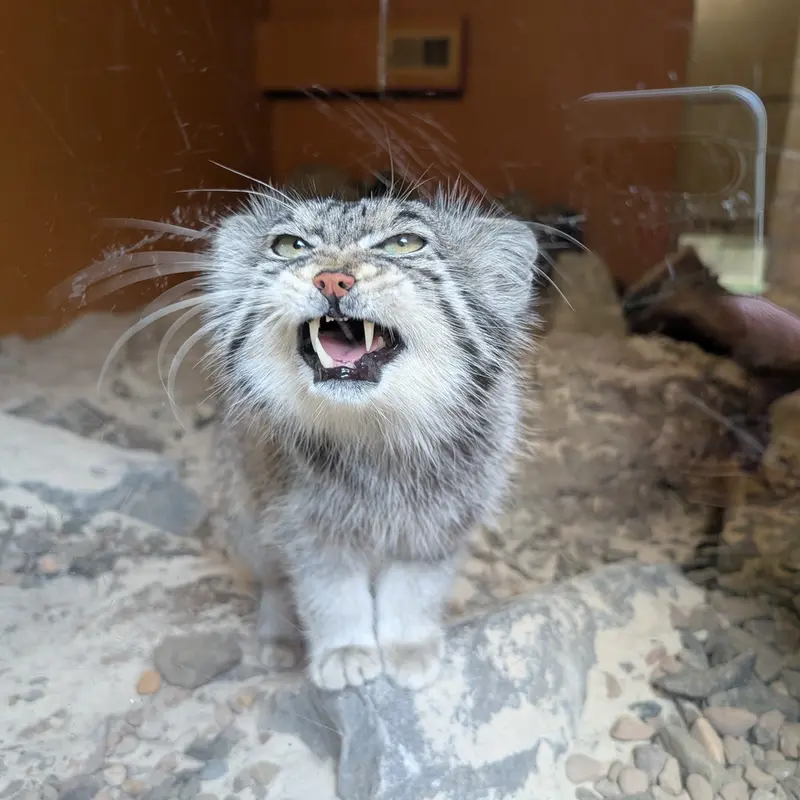 エディンバラ動物園のアキコの写真