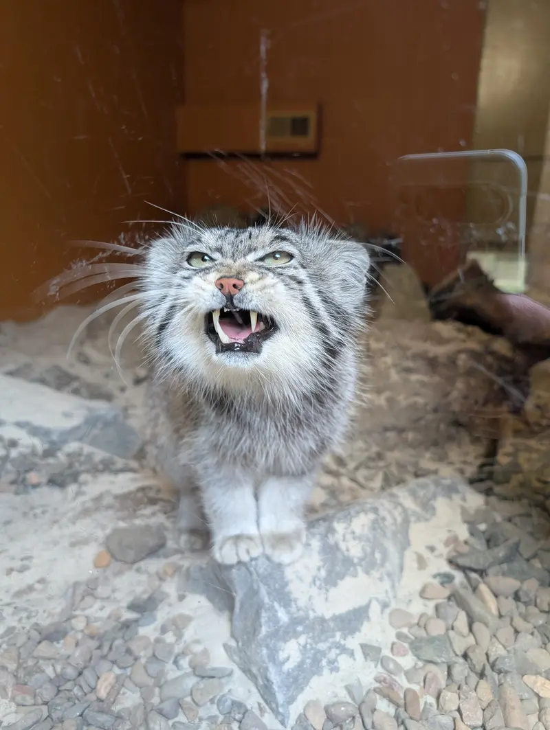 エディンバラ動物園のアキコの写真