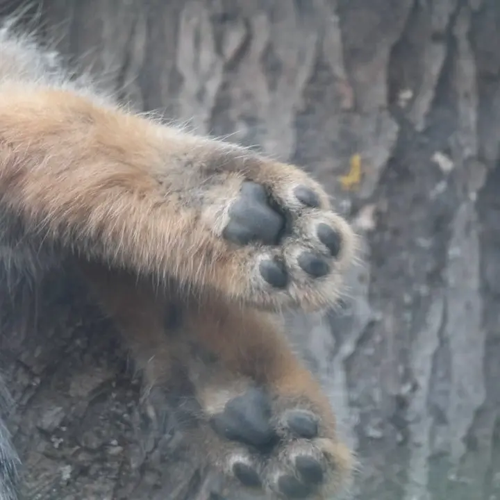 レニングラード動物園のマヌルネコの写真