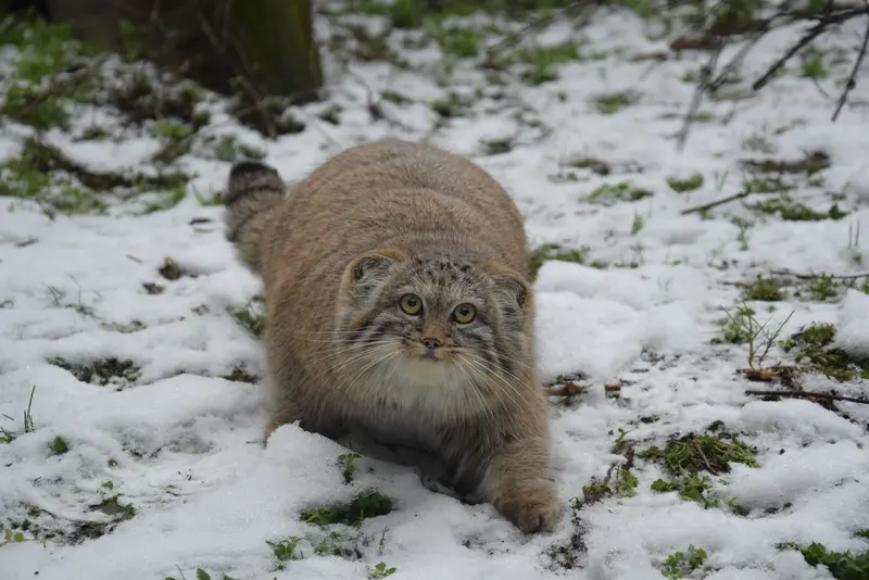 ブダペスト動物園・植物園のマヌルネコの写真