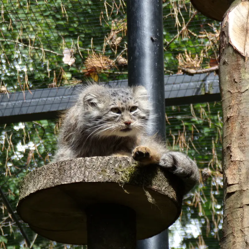 グダニスク動物園のマヌエルの写真