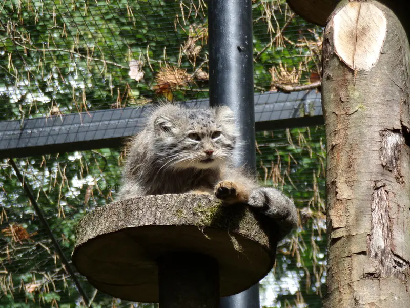 グダニスク動物園のマヌエルの写真