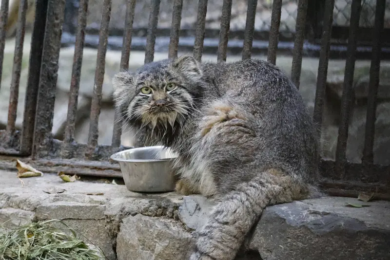 ノヴォシビルスク動物園のマリクの写真