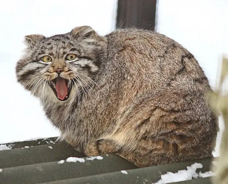 ノヴォシビルスク動物園のグレイの写真