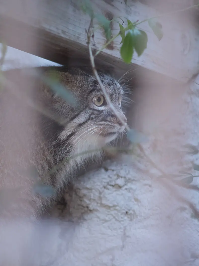 野毛山動物園のフィーガの写真