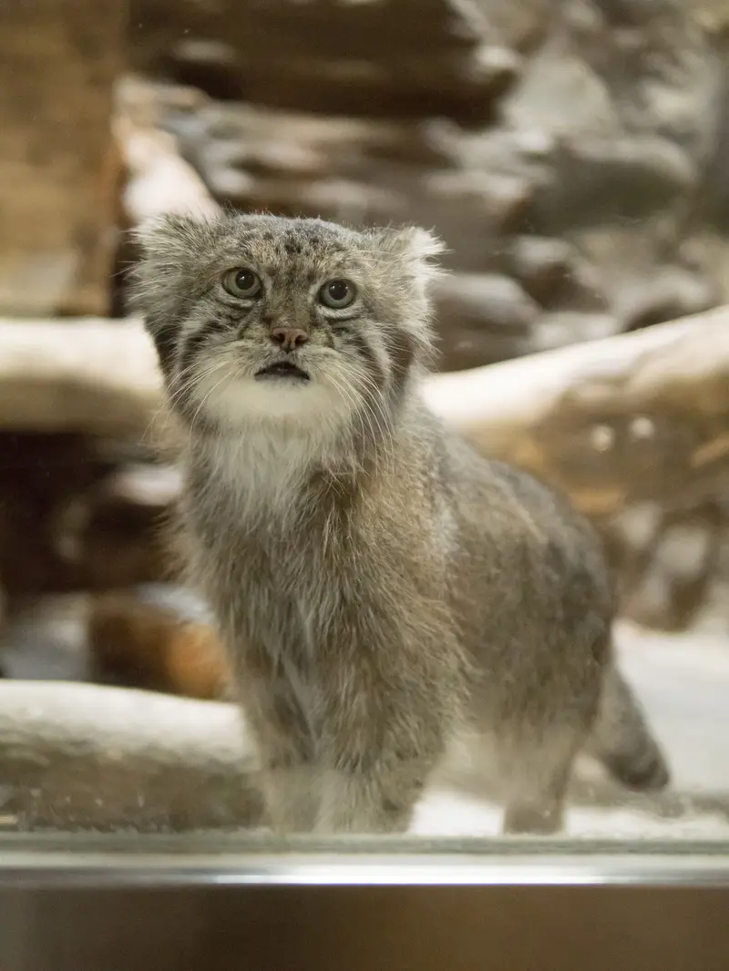 恩賜上野動物園のクリョンの写真