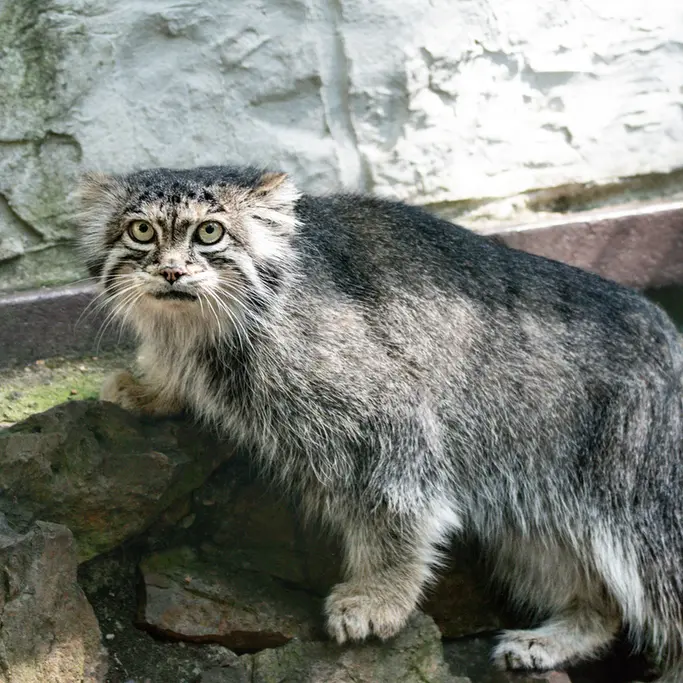 ホムトフ動物園のSiberian girlの写真