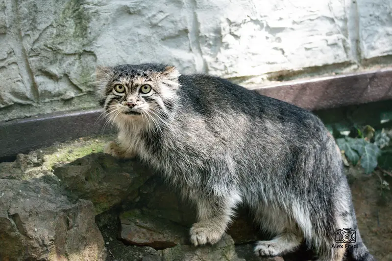 ホムトフ動物園のSiberian girlの写真