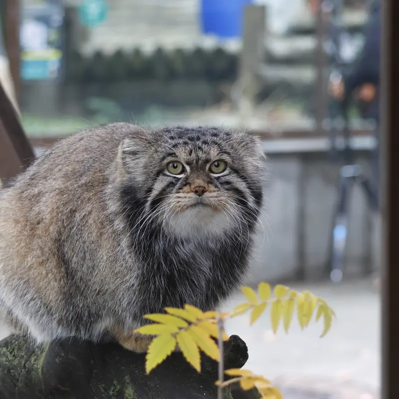 モスクワ動物園のティモフェイの写真