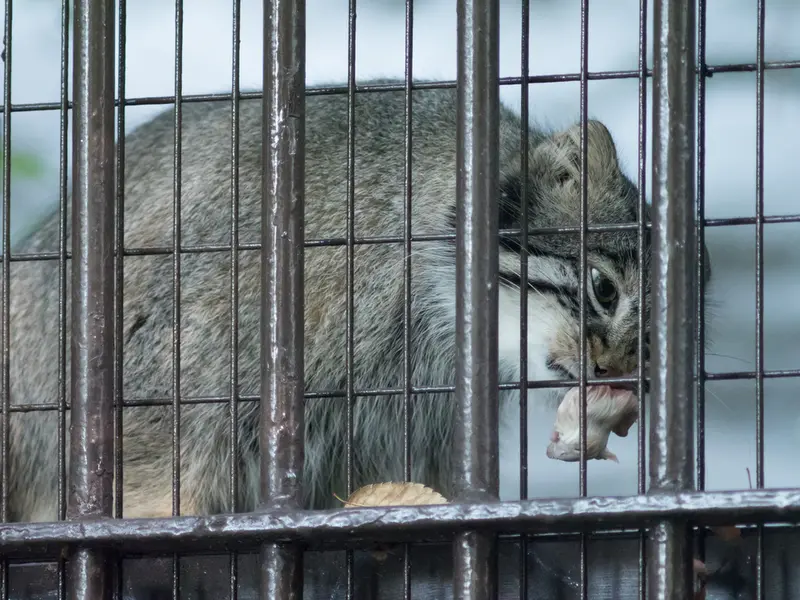 野毛山動物園のフィーガの写真