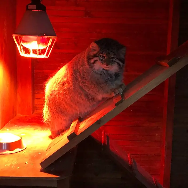 イジェフスク動物園（ウドムルト動物園）のアルタイの写真