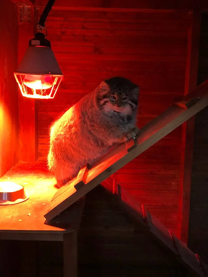 イジェフスク動物園（ウドムルト動物園）のアルタイの写真
