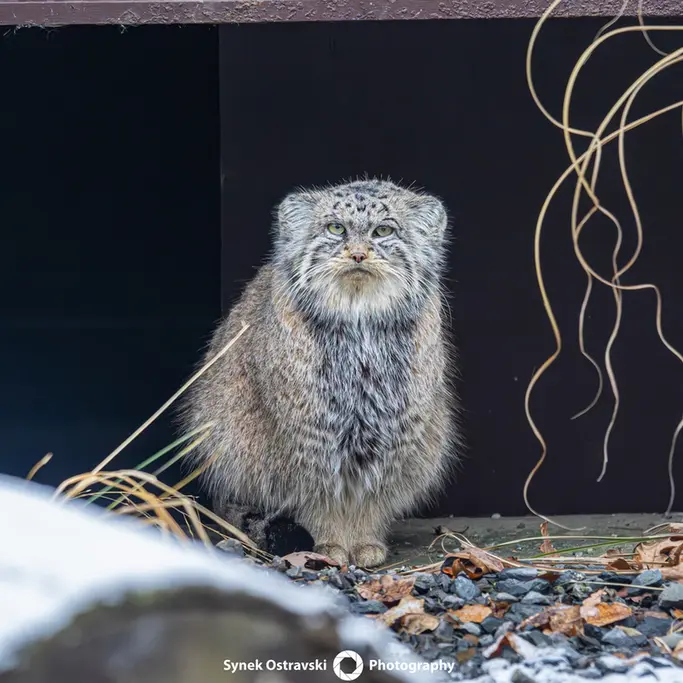オストラヴァ動物園のモイラの写真