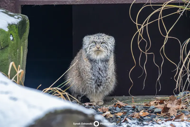 オストラヴァ動物園のモイラの写真
