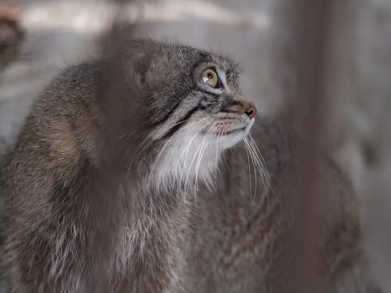 野毛山動物園のフィーガの写真