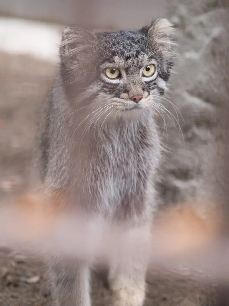 野毛山動物園のフィーガの写真