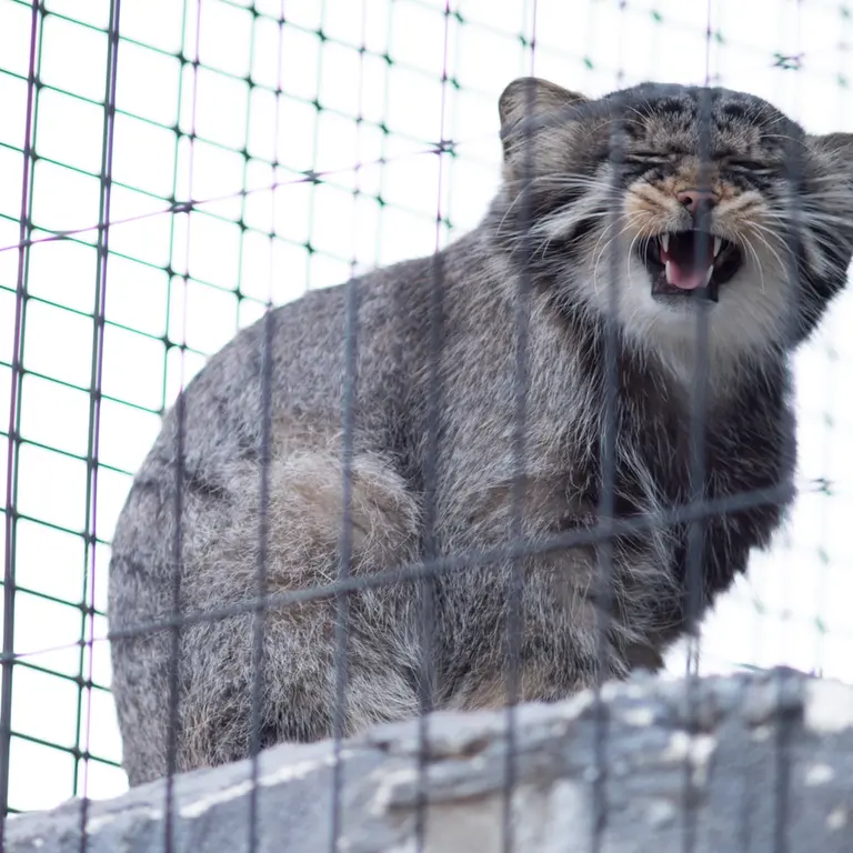 旭山動物園のヒデの写真