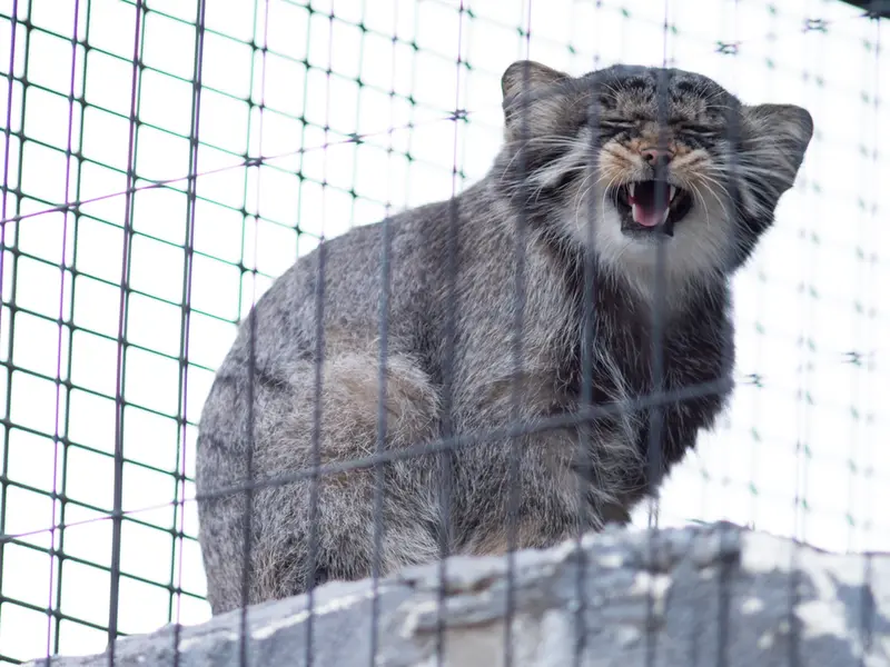 旭山動物園のヒデの写真