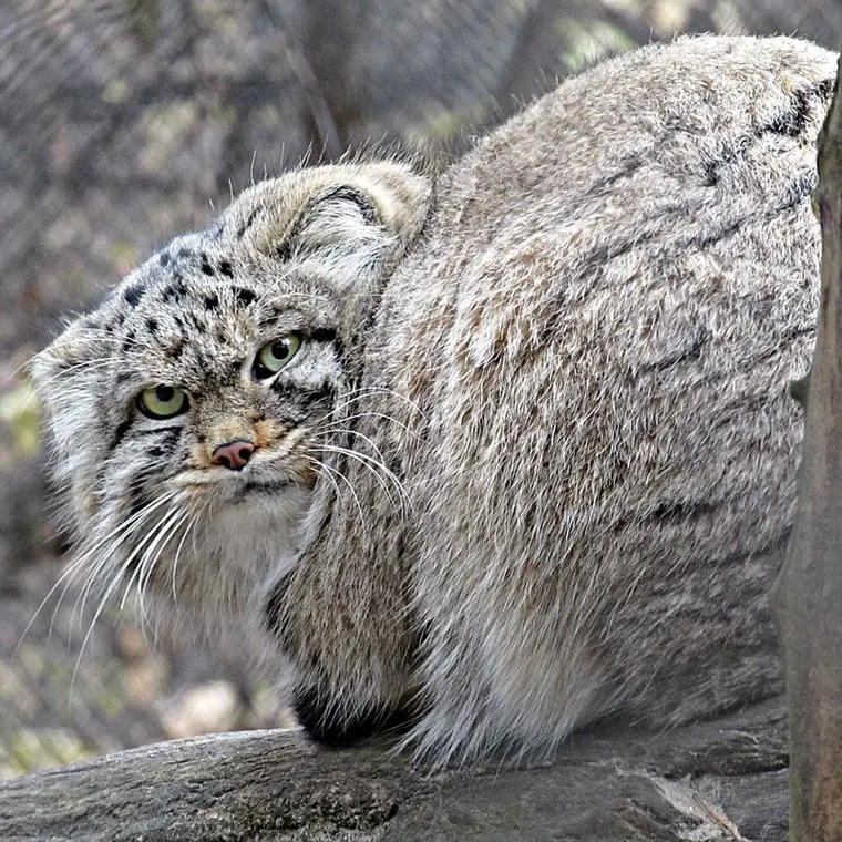 ノヴォシビルスク動物園のマヌルネコの写真
