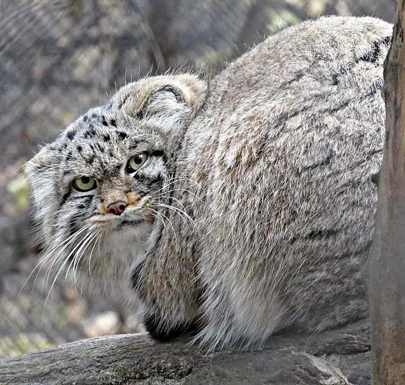 ノヴォシビルスク動物園のマヌルネコの写真