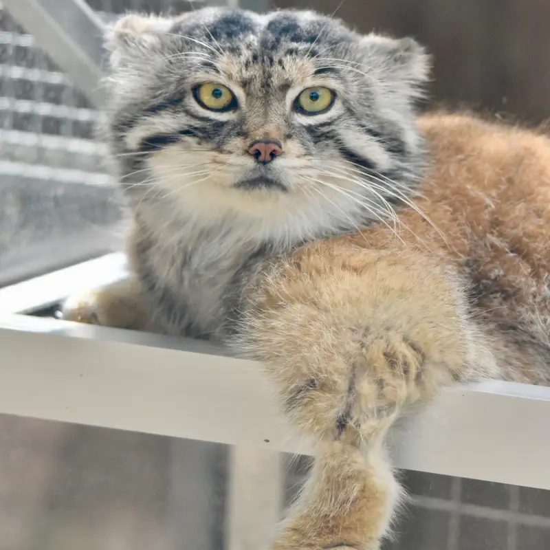 神戸どうぶつ王国のレフの写真