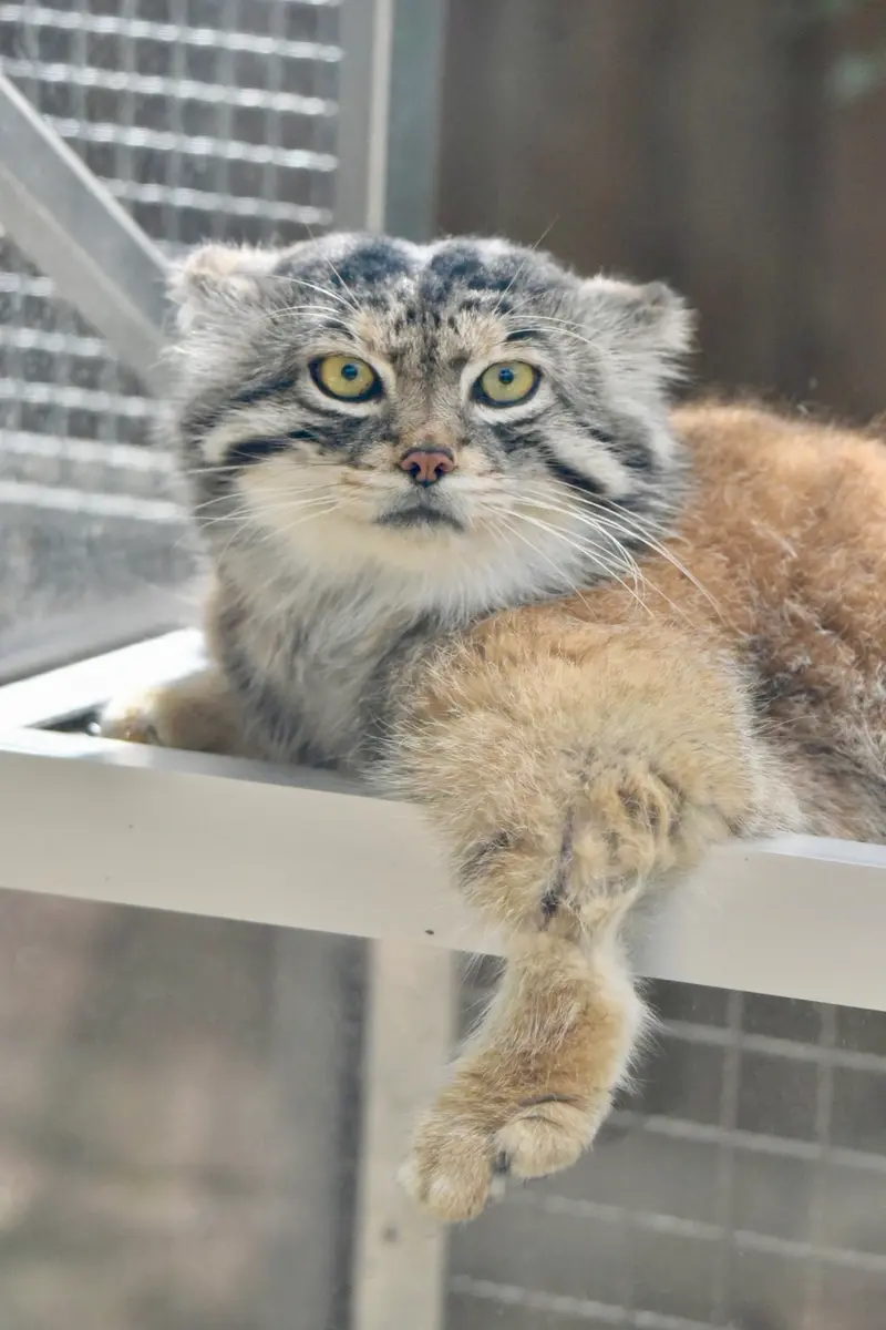 神戸どうぶつ王国のレフの写真