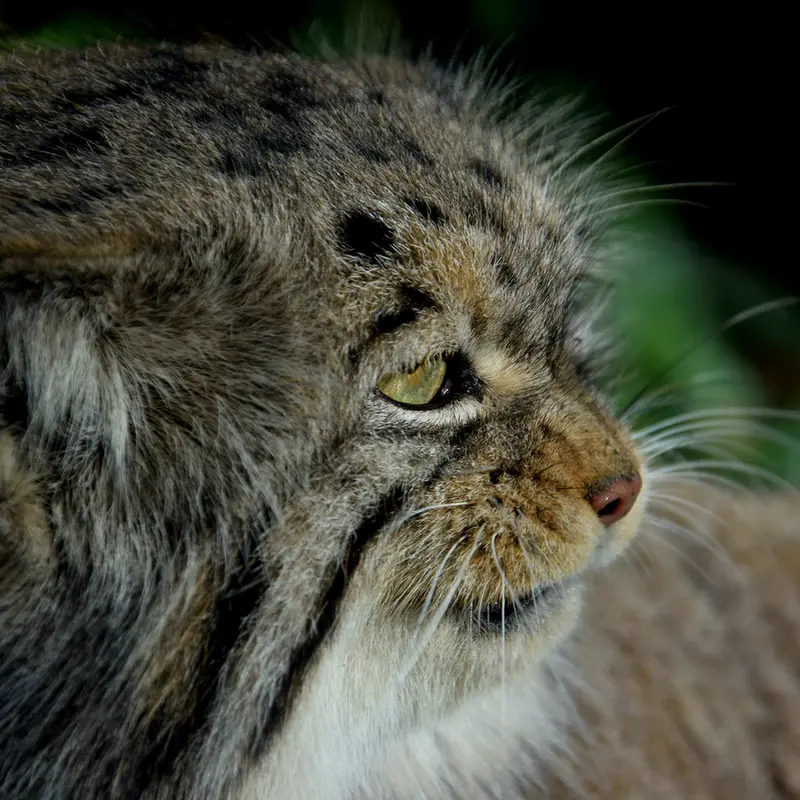 ブダペスト動物園＆植物園のボフスの写真