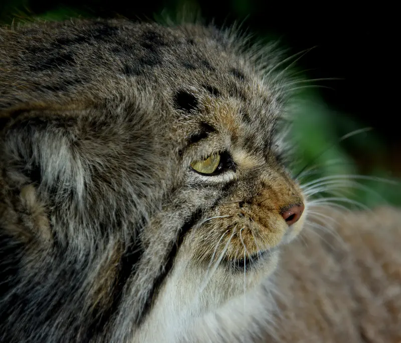 ブダペスト動物園＆植物園のボフスの写真