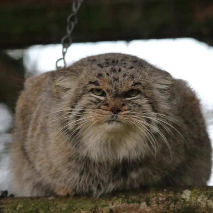 バナム動物園のバックの写真