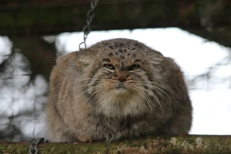バナム動物園のバックの写真