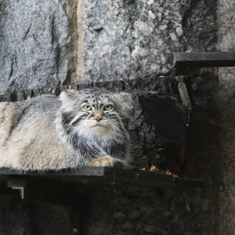 モスクワ動物園のティモフェイの写真