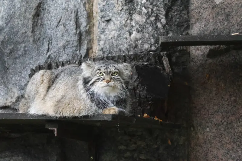 モスクワ動物園のティモフェイの写真